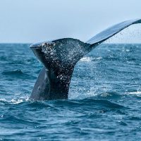 LS_Whale-Watching-in-Trincomalee_C1_800x520.jpg