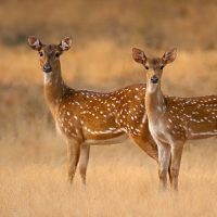 Yala-Deers.jpg